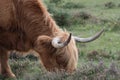 Highand cow feeding in the New Fores Royalty Free Stock Photo