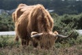 Highand cow feeding in the New Forest Royalty Free Stock Photo