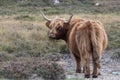 Highand cow in the New Forest Royalty Free Stock Photo