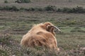 Highland cow resting in the New Forest Royalty Free Stock Photo