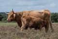 Highand mother cow and her calf Royalty Free Stock Photo