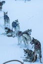 Highbred Alaskan Husky In Rovaniemi Husky Sledding Dog Park