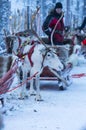 Highbred Sledding Deer In Rovaniemi Husky Sledding Park Royalty Free Stock Photo