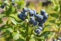 Highbush blueberries