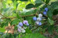 Highbush blueberry, Northern blueberry or sweet hurts Vaccinium boreale berrys on bush Royalty Free Stock Photo