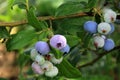 Highbush blueberry, Northern blueberry or sweet hurts Vaccinium boreale berrys on bush Royalty Free Stock Photo