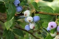 Highbush blueberry, Northern blueberry or sweet hurts Vaccinium boreale berrys on bush Royalty Free Stock Photo