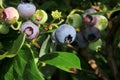 Highbush blueberry, Northern blueberry or sweet hurts Vaccinium boreale berrys on bush Royalty Free Stock Photo