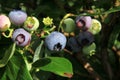 Highbush blueberry, Northern blueberry or sweet hurts Vaccinium boreale berrys on bush Royalty Free Stock Photo