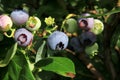 Highbush blueberry, Northern blueberry or sweet hurts Vaccinium boreale berrys on bush Royalty Free Stock Photo