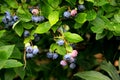 Highbush blueberry, Northern blueberry or sweet hurts Vaccinium boreale berrys on bush