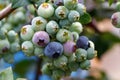 Highbush blueberry (Vaccinium corymbosum, blue huckleberry) with large ripening berries Royalty Free Stock Photo