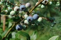 Highbush blueberry Vaccinium corymbosum, blue huckleberry with large ripening berries, close-up, copy space Royalty Free Stock Photo