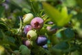 Highbush blueberry (Vaccinium corymbosum, blue huckleberry) with large ripening berries, close-up Royalty Free Stock Photo