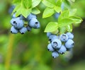 Highbush blueberry