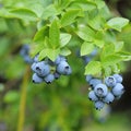 Highbush blueberry