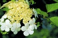 Highbush Cranberry 24798