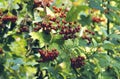 Highbush Cranberry 51573