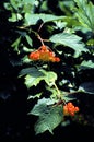 Highbush Cranberry 40153