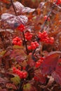 Highbush Cranberry - Viburnum edulis - Major Crop