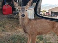Higher rate of infection in white tale deer, & x28;C.W.D& x29;- Chronic wasting disease.