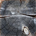 higher resolution image of a log with many cracks in it