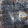 higher resolution image of a log with many cracks in it