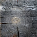 higher resolution image of a log with many cracks in it