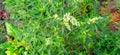 Wild spinach or goosefoot bathua plants Royalty Free Stock Photo
