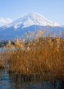 The highest Japanese mountain, Mt. Fuji, lake Kawaguchi and dry grass in the foreground