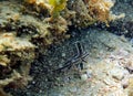 Highhat fish swimming along the rock reef