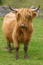 Highland aberdeen angus cow grazing green grass