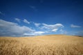 Highland barley farmland in dongchuan of china