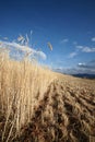 Highland barley farmland in dongchuan of china