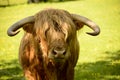 Highland bull Royalty Free Stock Photo