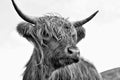 Highland Bull BW Royalty Free Stock Photo