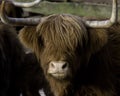 Highland bull Royalty Free Stock Photo