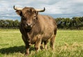 Highland Bull Royalty Free Stock Photo