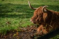 Highland Bull Lying Down Resting in a Field in Scotland Royalty Free Stock Photo