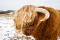Highland Bull with ring in nose Royalty Free Stock Photo