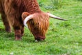 Highland bull in Scotland Royalty Free Stock Photo