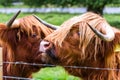 Highland bull in Scotland Royalty Free Stock Photo