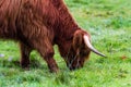 Highland bull in Scotland Royalty Free Stock Photo