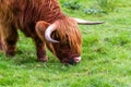Highland bull in Scotland Royalty Free Stock Photo