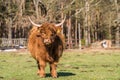 Highland bull with a very long tuft of reddish brown  hair on a cattle ranch Royalty Free Stock Photo