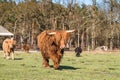 Highland bull with a very long tuft of reddish brown  hair on a cattle ranch Royalty Free Stock Photo