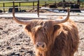 Highland bull with a very long tuft of reddish brown  hair on a cattle ranch Royalty Free Stock Photo