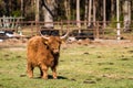 Highland bull with a very long tuft of reddish brown  hair on a cattle ranch Royalty Free Stock Photo