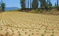 A highland cabbage farm