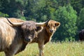 Highland calf and cow Royalty Free Stock Photo